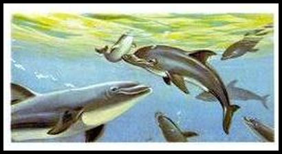 74BBTS 26 Dolphins.jpg